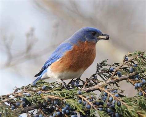 national bluebird society of america